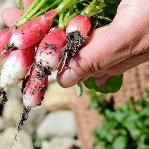 Pfas-test Groente en Fruit