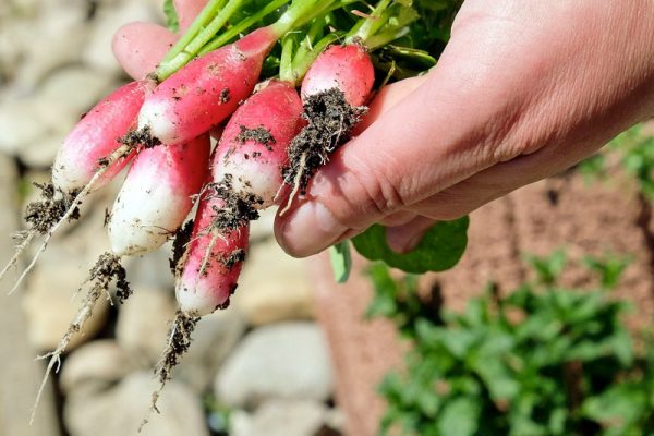 Pfas-test Groente en Fruit