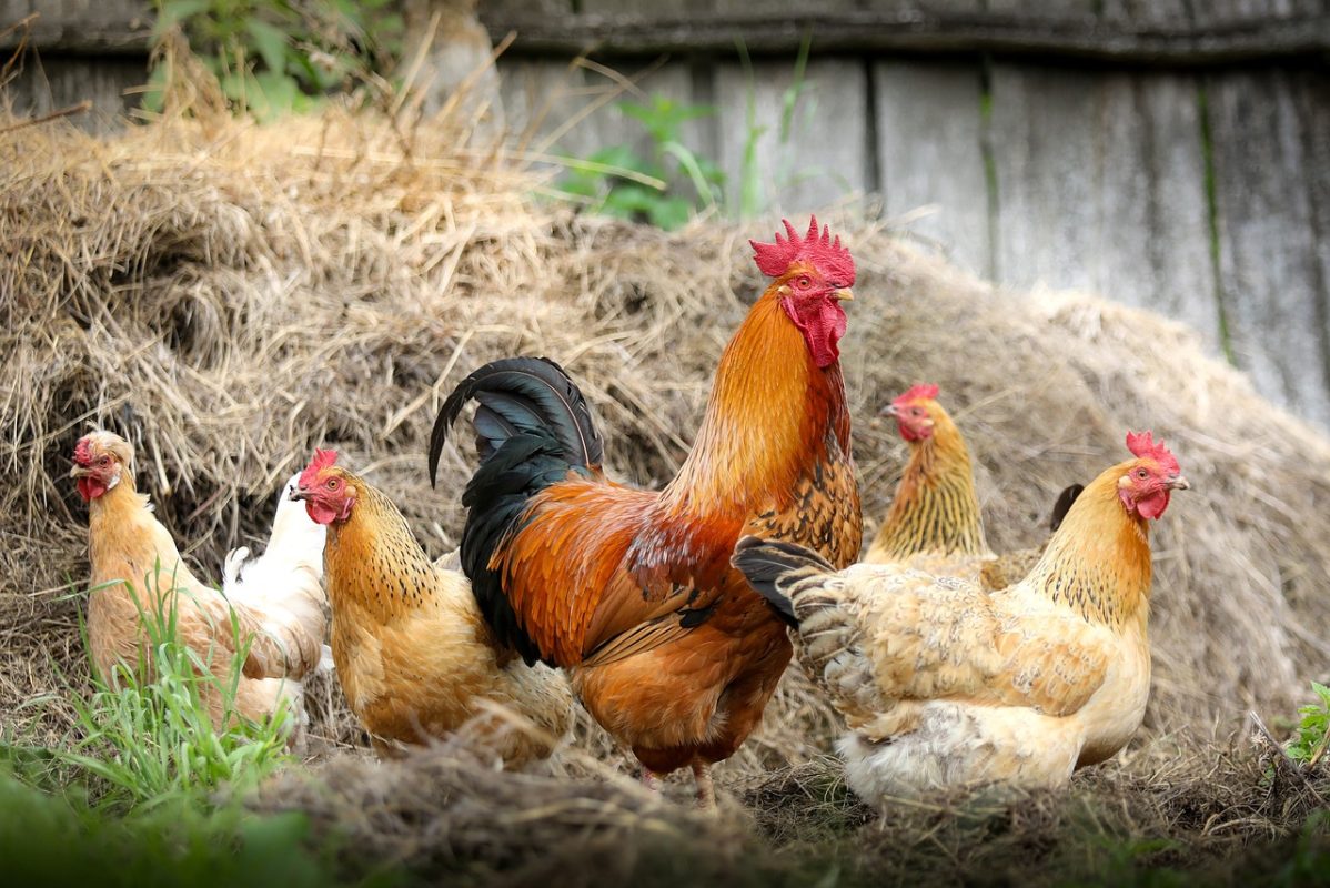 Onderzoek Pfas eieren van hobbykippen