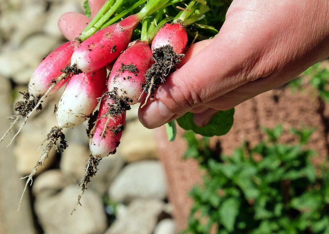 PFAS-test voor moestuin