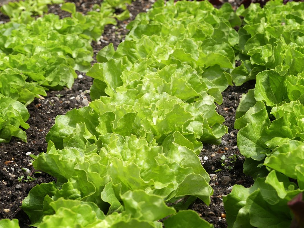 PFAS-testen voor moestuinen