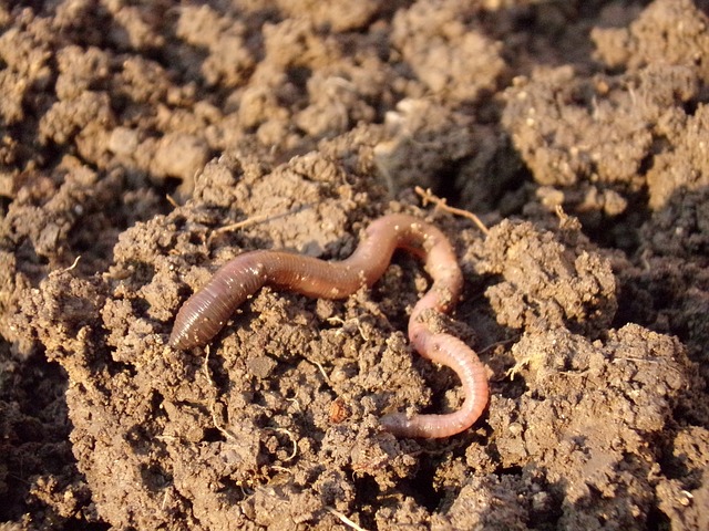 PFAS: via de regenworm in de kip en het ei