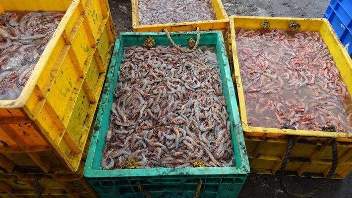 PFAS vastgesteld in garnalen uit Belgische en Zeeuwse kustwateren